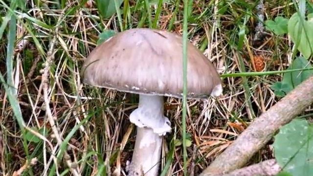 Conoscere i funghi di bosco смотреть онлайн