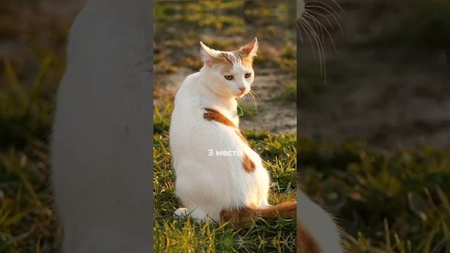 5 самых редких пород кошек в мире #котики #кошка #кот #подборка