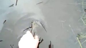 щука,открытие сезона 2015.