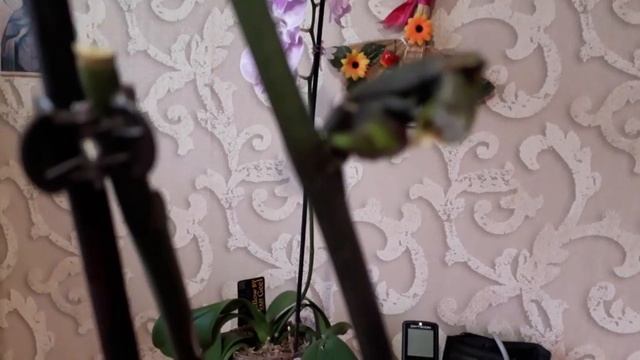 Цитокининовые цветоносы,кракозябры смотреть онлайн