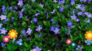 Барвинок малый. Краткий обзор: Барвинок малый описание характеристик, где купить саженцы