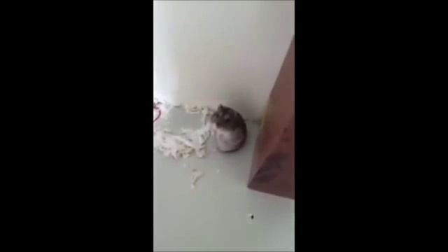 Хомяк прикинулся мертвым смотреть онлайн