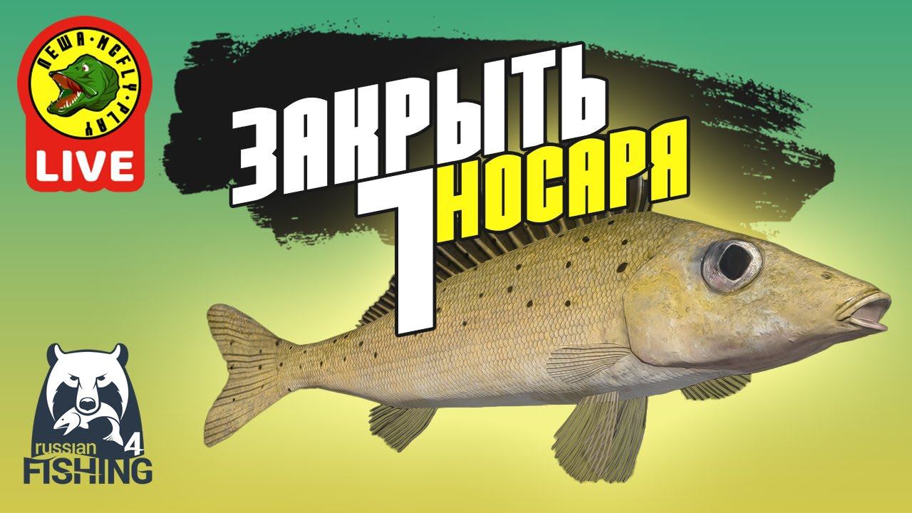 Закрываем носаря #7 - РР4 (Стрим - Русская рыбалка 4) смотреть онлайн