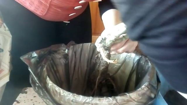 Как сажать розы из коробки до весны смотреть онлайн