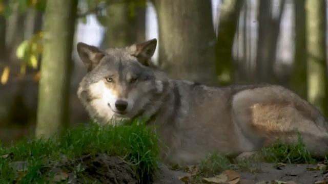 Интересная история, как егерь не дал волку погибнуть. смотреть онлайн