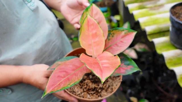 Banyak stok tanhis Ikinimisan Aglo, Anturium, Keladi, begonia, dll смотреть онлайн