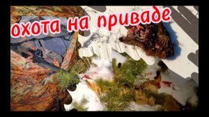 охота  2024 на лисицу на приваде