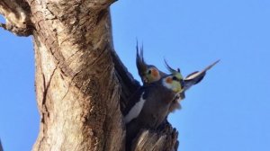 Попугай корелла | Первое знакомство с попугаем вида корелла