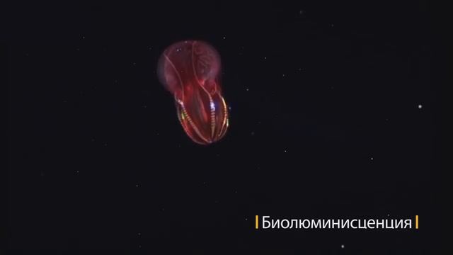 ГЛУБОКОВОДНЫЕ МОНСТРЫ смотреть онлайн