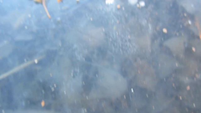 Серёжка ольховая*Байки грибника* смотреть онлайн