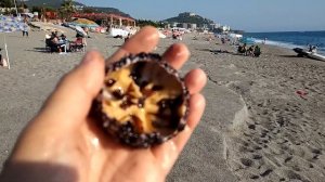 Морской еж Дегустация икры. Морской еж блюдо. Морской еж деликатес. Как поймать морского ежа.