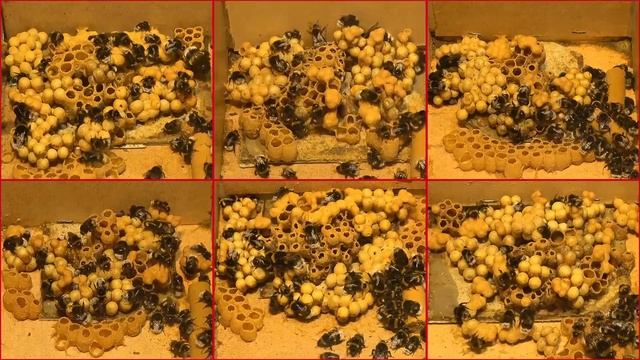 Шмели (1): Земляной Шмель (Bombus terrestris) - Развитие гнезда - Разведение шмелей смотреть онлайн