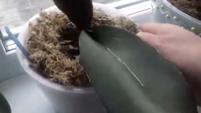 #орхидеяКлеопатра# Орхидеи на кухонном окне. смотреть онлайн