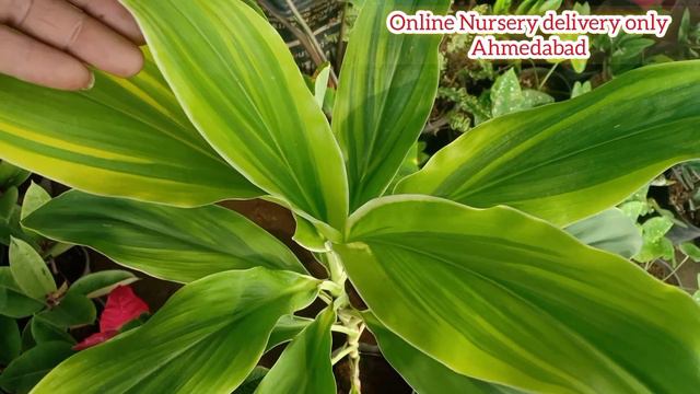 5 Types Of Dreacena Plant Varities, Dreacena Plant,Plant Nursery Ahmedabad, Online Nursery Ahmedaba