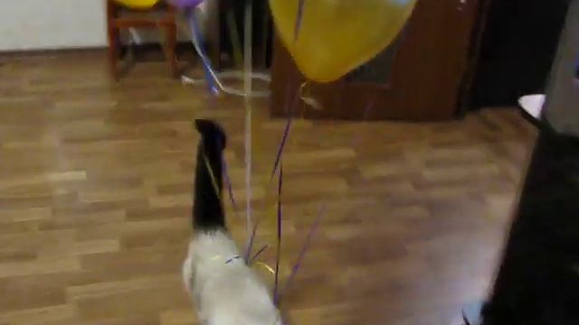 КОТ с Огроменными шарами смотреть онлайн