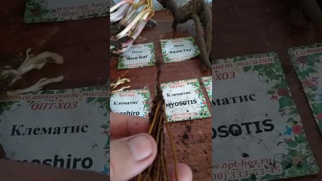 Моя первая посылка из Опт-хоз и мой первый видеоролик(не судите строго,я очень волновалась) смотреть онлайн