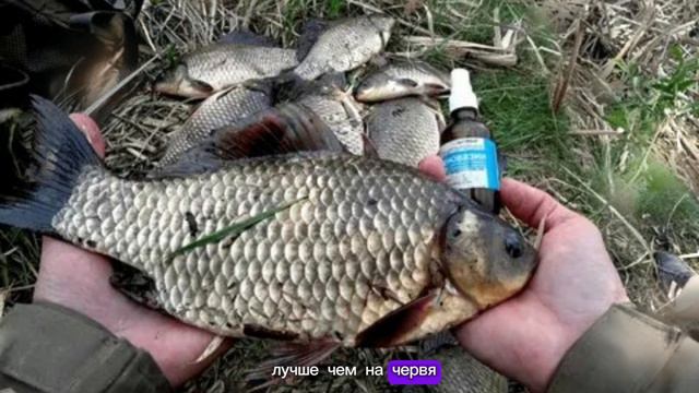 На такую насадку вы карася еще наверняка не ловили! А он на нее ловится! И неплохо! смотреть онлайн