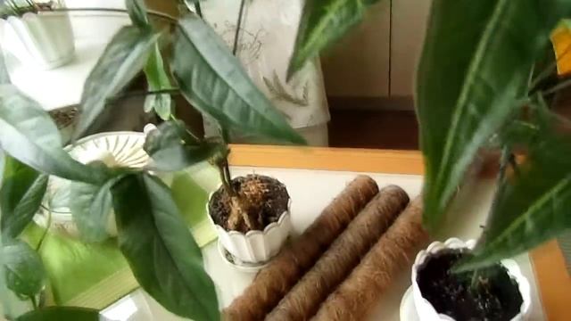 Опоры для ароидных или "Кто молодец? Я молодец!"))) смотреть онлайн