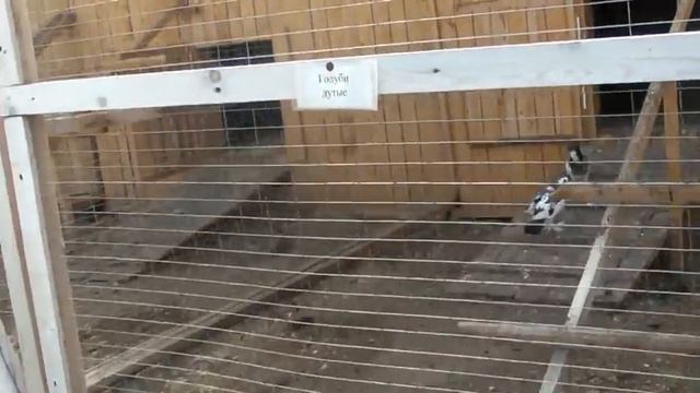 Страусиная ферма в Мурманске смотреть онлайн