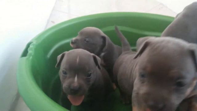 Filhotes Kahlua x MP Kings Bullies GQ - 30 Dias. смотреть онлайн