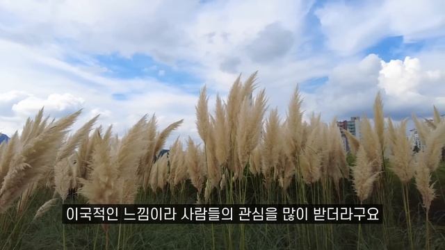'천만송이 축제' 놓치면 안 되는 가을 대표 명소! 당일치기 힐링 여행지 смотреть онлайн