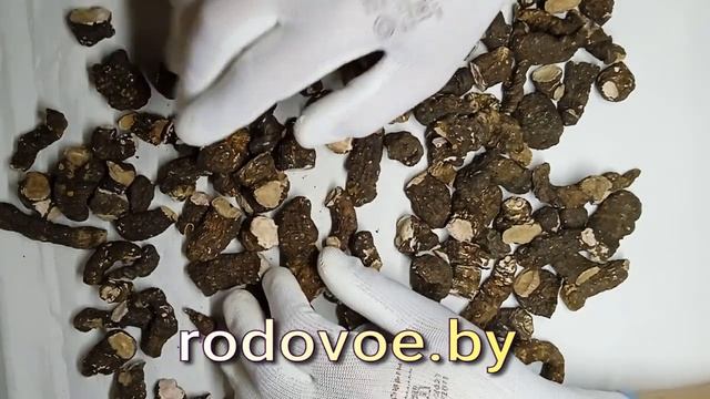 Горец змеиный, корень горца змеиного. смотреть онлайн