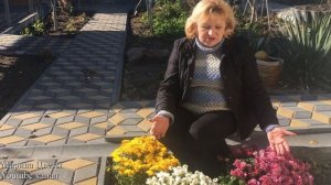 ШАРОВИДНЫЕ ХРИЗАНТЕМЫ - ОСОБЕННОСТИ ВЫРАЩИВАНИЯ