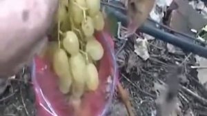 Виноград Злато