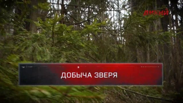 Собака на охоте. С таксой на норе. Часть 2 смотреть онлайн