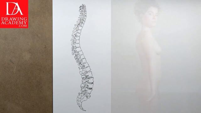 Bones in the Human Body presented by Drawing Academy .com 16-2 смотреть онлайн