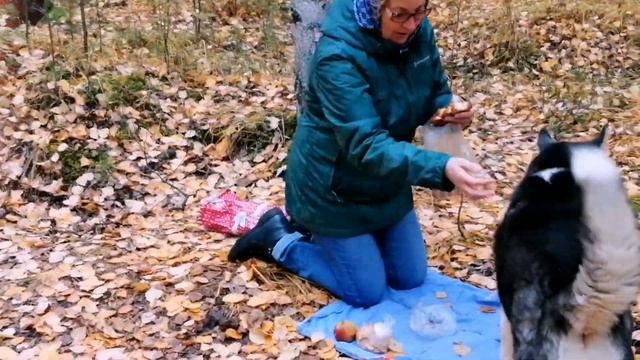 Мукбанг с Хаски в лесу. смотреть онлайн