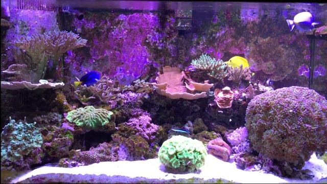 Dave's Last Reef Vidfeo