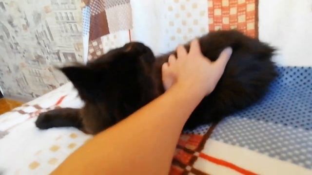 Q помет, черный солидный с белым мальчик Мейн-кун смотреть онлайн