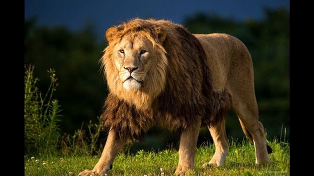 Геракл и Немейский Лев - ПЕРВЫЙ ПОДВИГ ГЕРАКЛА и ВАСЯНА (КОСТЫЛЯ) смотреть онлайн