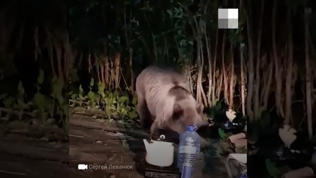 Тюменская область, Уватский район: медведь съел рыбу у людей смотреть онлайн