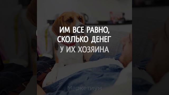 Почему Собаки — Лучшие Друзья? смотреть онлайн