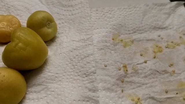 2023.04.01 Физалис овощной. смотреть онлайн