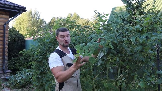 что нужно сделать с малиной после сбора урожая в августе смотреть онлайн