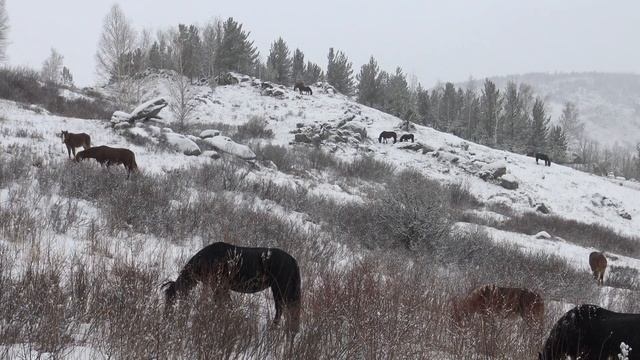 Табун нашел укрытие от непогоды смотреть онлайн