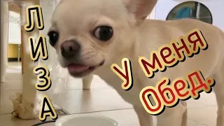 Чихуахуа. Лиза вкусно обедает. смотреть онлайн