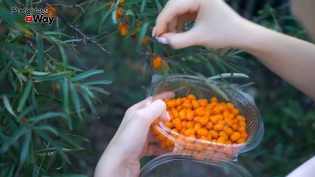 Врачи Сами Так Делают! Вот Как Приготовить Облепиху Для Крепкого Здоровья смотреть онлайн