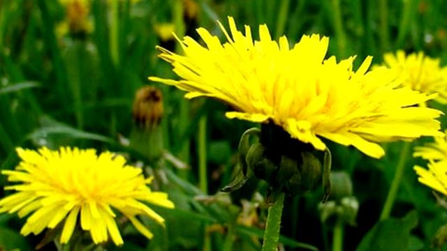 Варенье из одуванчиков. Как приготовить варенье из одуванчиков смотреть онлайн