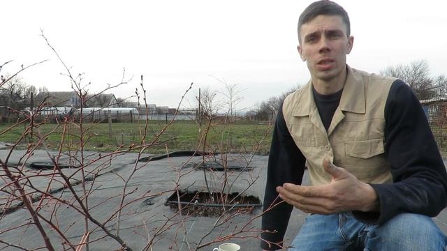Три Правила Для БОЛЬШОГО Урожая Голубики! смотреть онлайн