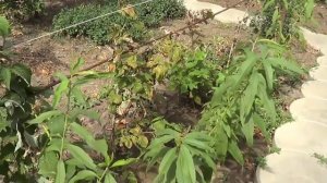 Персик из косточки. Как вырастить персиковое дерево из косточки.