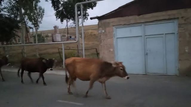 Огромное стадо коров смотреть онлайн