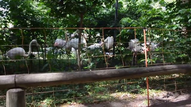Дима в зоопарке 10.05.2015 смотреть онлайн