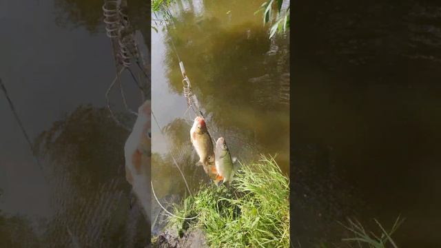 VID-20220819-WA0001.mp4