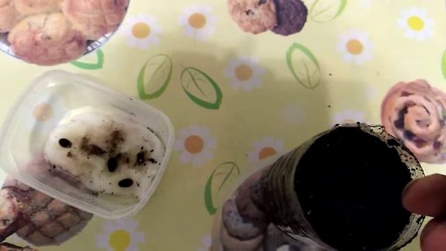 Как прорастить семена арбуза,Минск Беларусь, высаживаю на рассаду в землю. смотреть онлайн