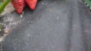 клубника Сирия- всегда отменный урожай