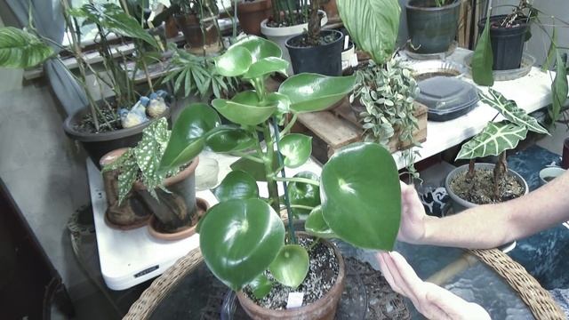 Raindrop Peperomia Update & Care смотреть онлайн